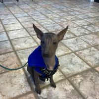 A Pet's Choice Veterinary Care, A Thrive Pet Healthcare Partner ico