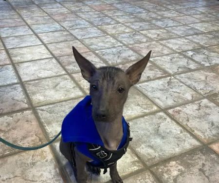 A Pet's Choice Veterinary Care, A Thrive Pet Healthcare Partner