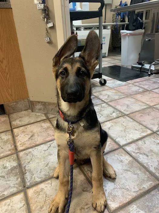A Pet's Choice Veterinary Care, A Thrive Pet Healthcare Partner Picture 2