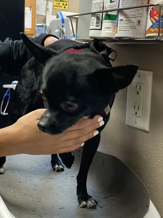 A Pet's Choice Veterinary Care, A Thrive Pet Healthcare Partner Picture 9