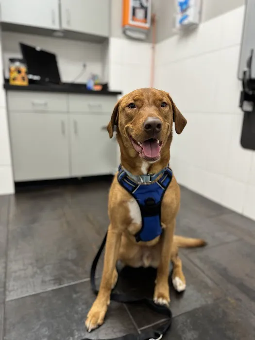 City Way Animal Clinics - Mass Ave Picture 5