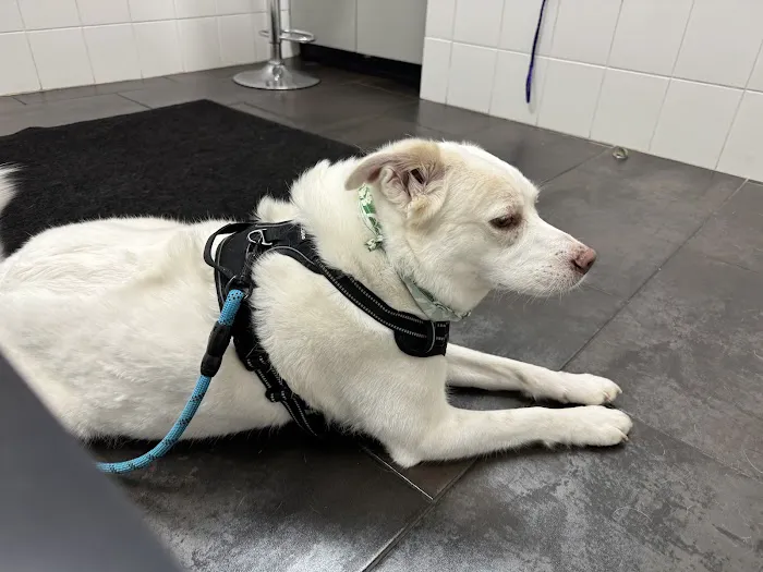 City Way Animal Clinics - Mass Ave Picture 8