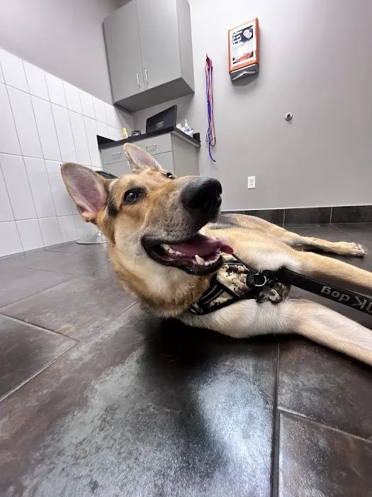 City Way Animal Clinics - Mass Ave Picture 7