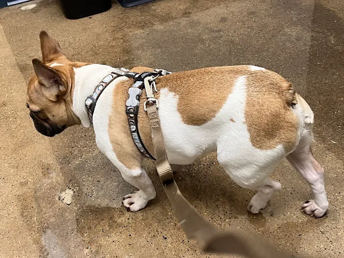 Indianapolis Animal Urgent Care Picture 3