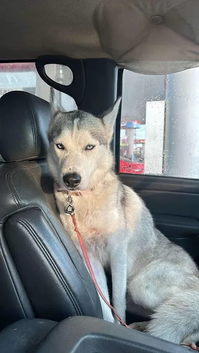 Indianapolis Animal Urgent Care Picture 6