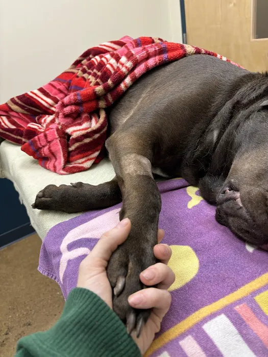 Indianapolis Animal Urgent Care Picture 8
