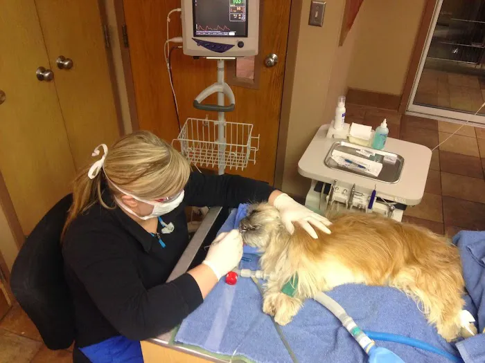 The Downtown Veterinarian Picture 6