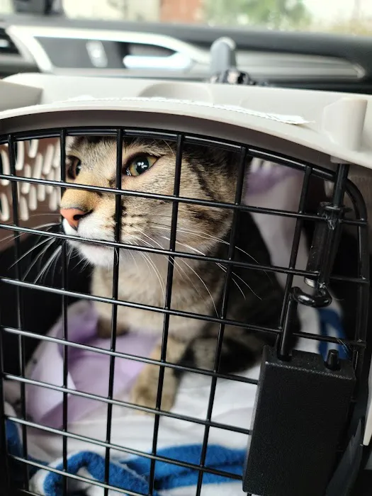 FACE Low-Cost Animal Clinic Picture 5