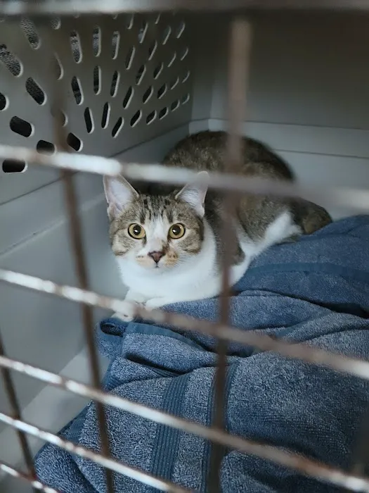 FACE Low-Cost Animal Clinic Picture 6