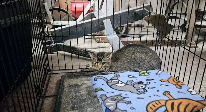 IndyHumane Downtown Clinic Picture 6