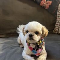 All Pet Express by Noah's ico