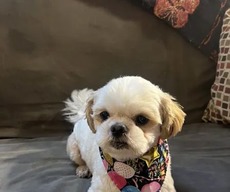 All Pet Express by Noah's
