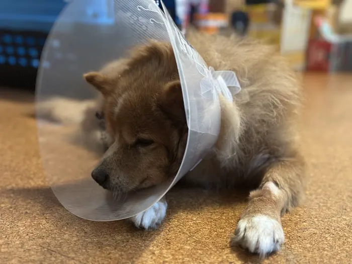 All Pet Low Cost Surgery Center Picture 1