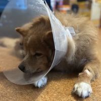 All Pet Low Cost Surgery Center ico