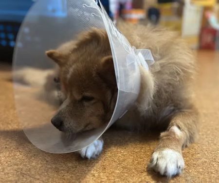 All Pet Low Cost Surgery Center