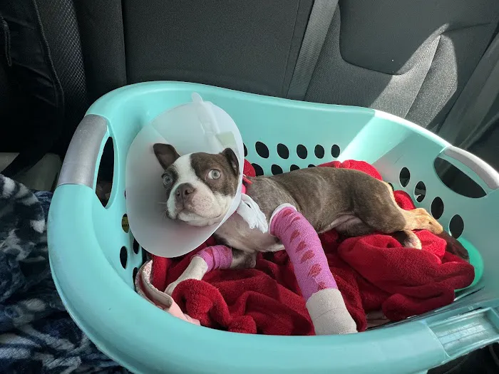 All Pet Low Cost Surgery Center Picture 3