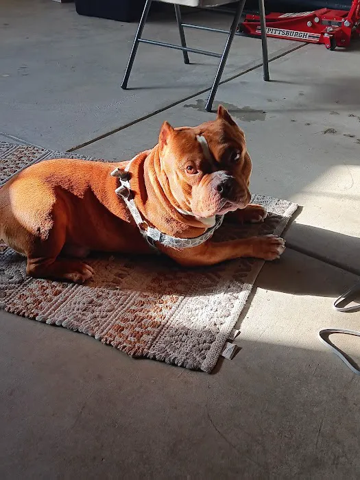 All Pet Low Cost Surgery Center Picture 5