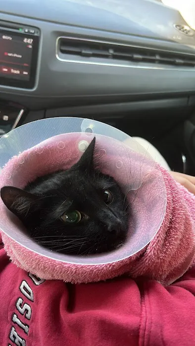 All Pet Low Cost Surgery Center Picture 6