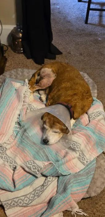 All Pet Low Cost Surgery Center Picture 10