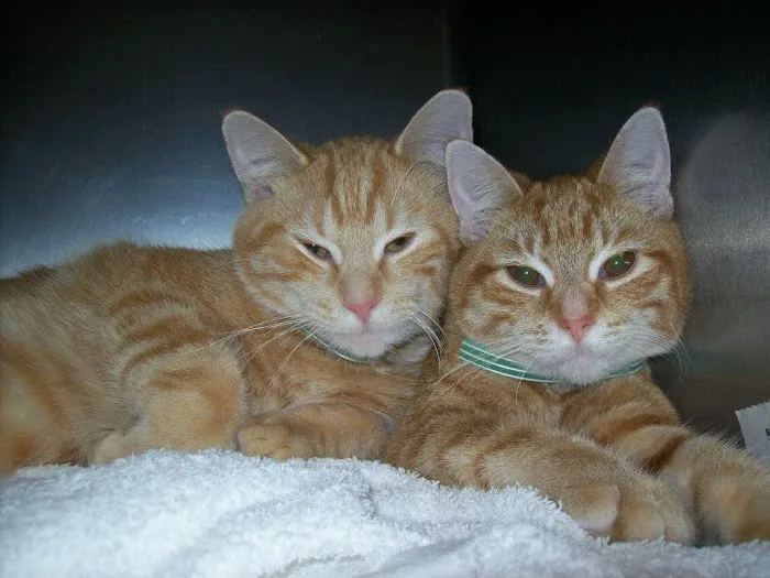 Lafayette Road Veterinary Hospital Picture 4