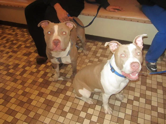 Lafayette Road Veterinary Hospital Picture 5