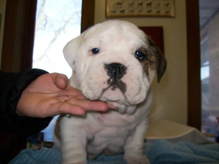 Lafayette Road Veterinary Hospital Picture 8