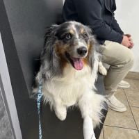 Airport Animal Emergi-Center ico