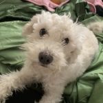 Remedy Veterinary Specialists