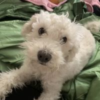 Remedy Veterinary Specialists ico