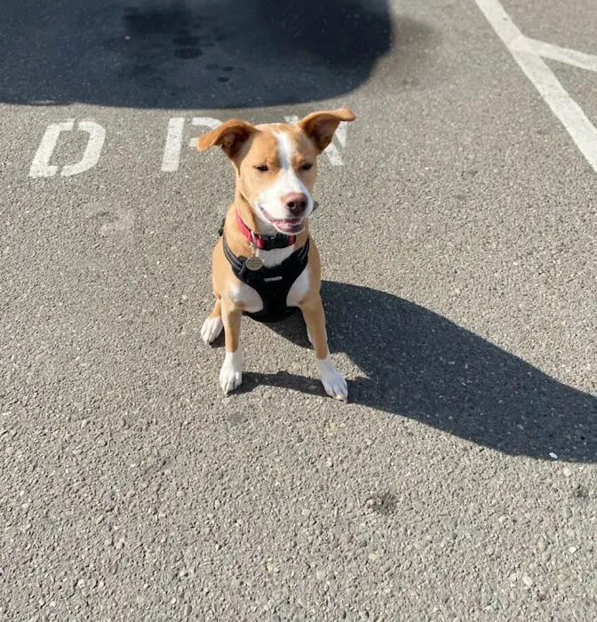 The Castro Animal Hospital Picture 7