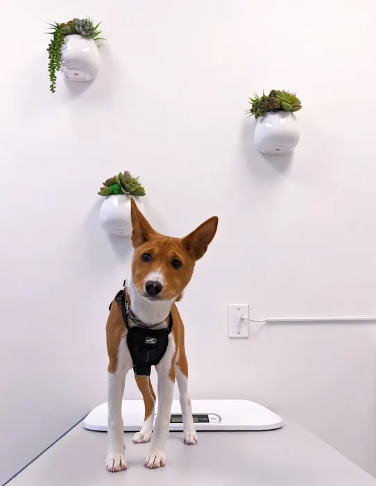 The Castro Animal Hospital Picture 6