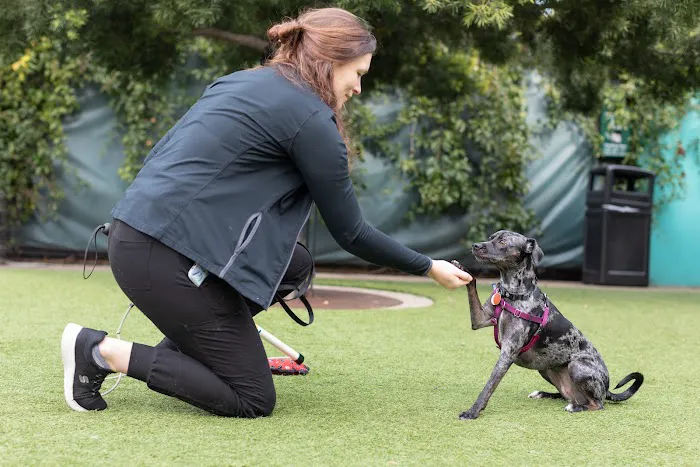 San Francisco SPCA Behavior Clinic Picture 1