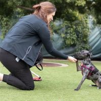 San Francisco SPCA Behavior Clinic ico