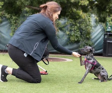 San Francisco SPCA Behavior Clinic