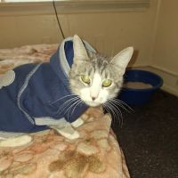 San Francisco SPCA Spay & Neuter Clinic ico