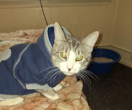 San Francisco SPCA Spay & Neuter Clinic