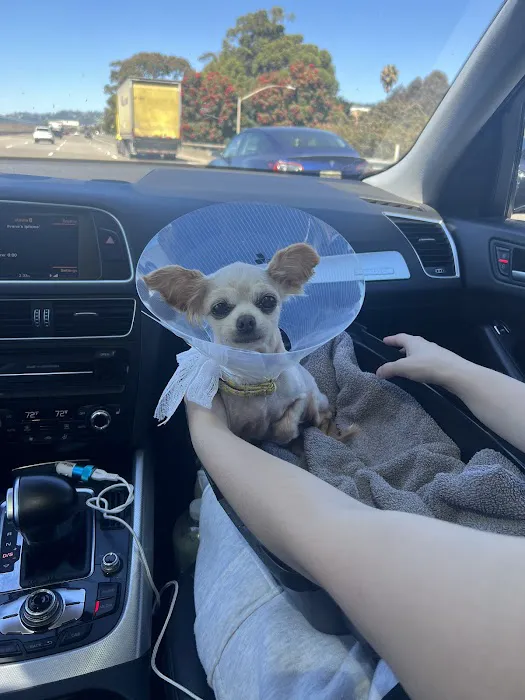 San Francisco SPCA Spay & Neuter Clinic Picture 4