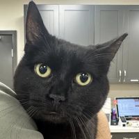 SF Vet Hospital ico