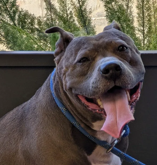 SF Vet Hospital Picture 6