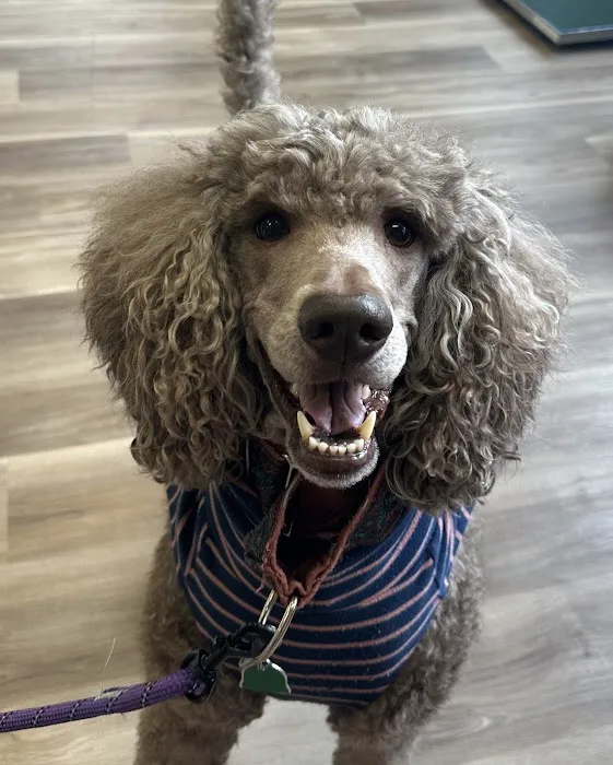 SF Vet Hospital Picture 9