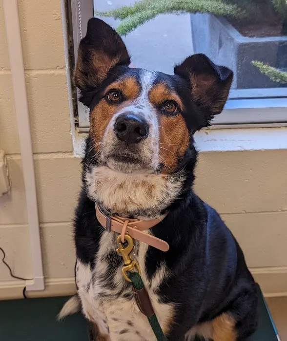 SF Vet Hospital Picture 8