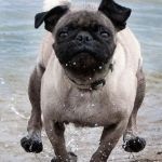 Vetco Vaccination Clinic