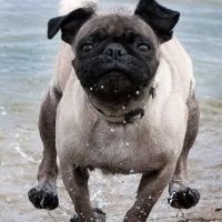 Vetco Vaccination Clinic ico