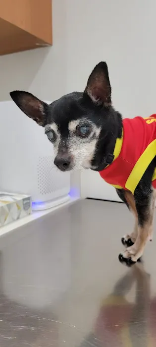 Blue Cross Pet Hospital Picture 8