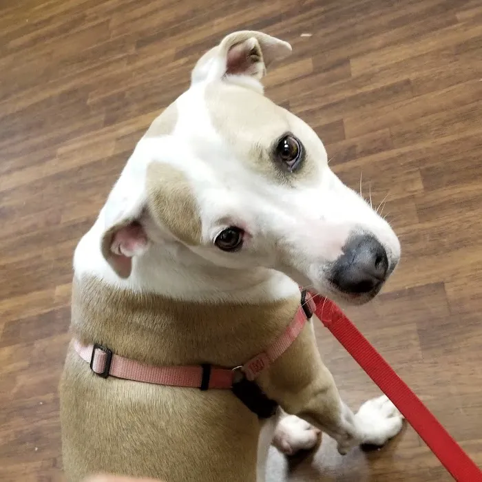 Mission Pet Hospital Picture 10