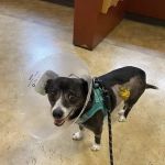 SAGE Veterinary Centers - San Francisco