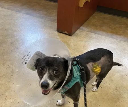 SAGE Veterinary Centers - San Francisco