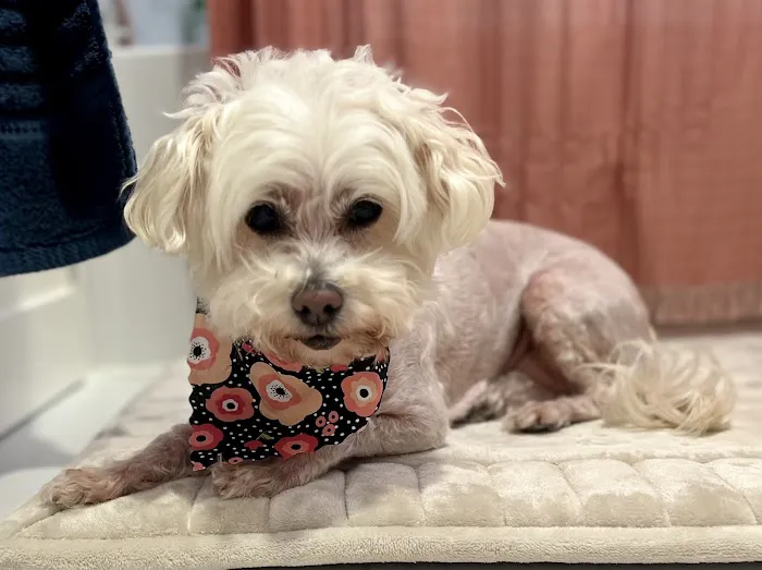 San Francisco Pet Hospital Picture 1