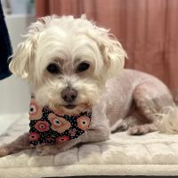 San Francisco Pet Hospital ico