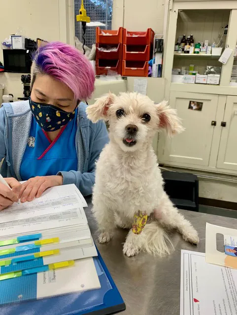 San Francisco Pet Hospital Picture 6